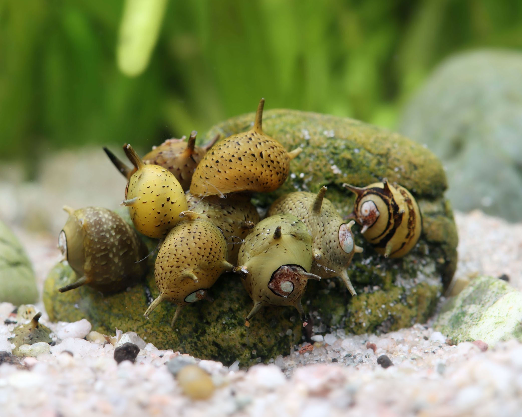 Clithon corona (Green Staghorn Snail)